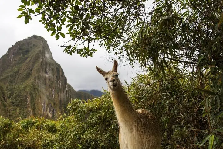 Machu Picchu Llama